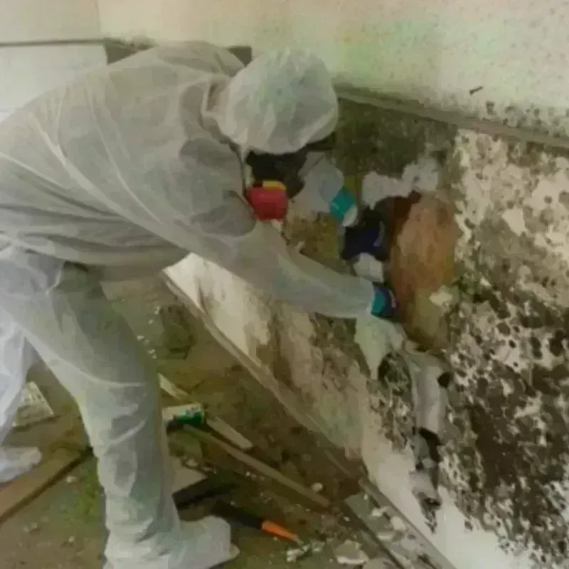 Mold Remediation and Removal in Woodlake, CA